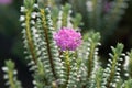 Pink rice flower Pimelea Ferruginea Bonne Petite, pink flowers